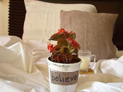 How to give a makeover to houseplants
