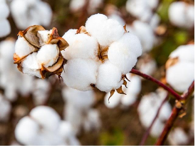 Why toxin-free bedding matters